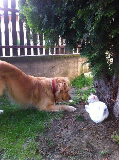犬と猫って仲良し？それとも？な画像を貼るトピ