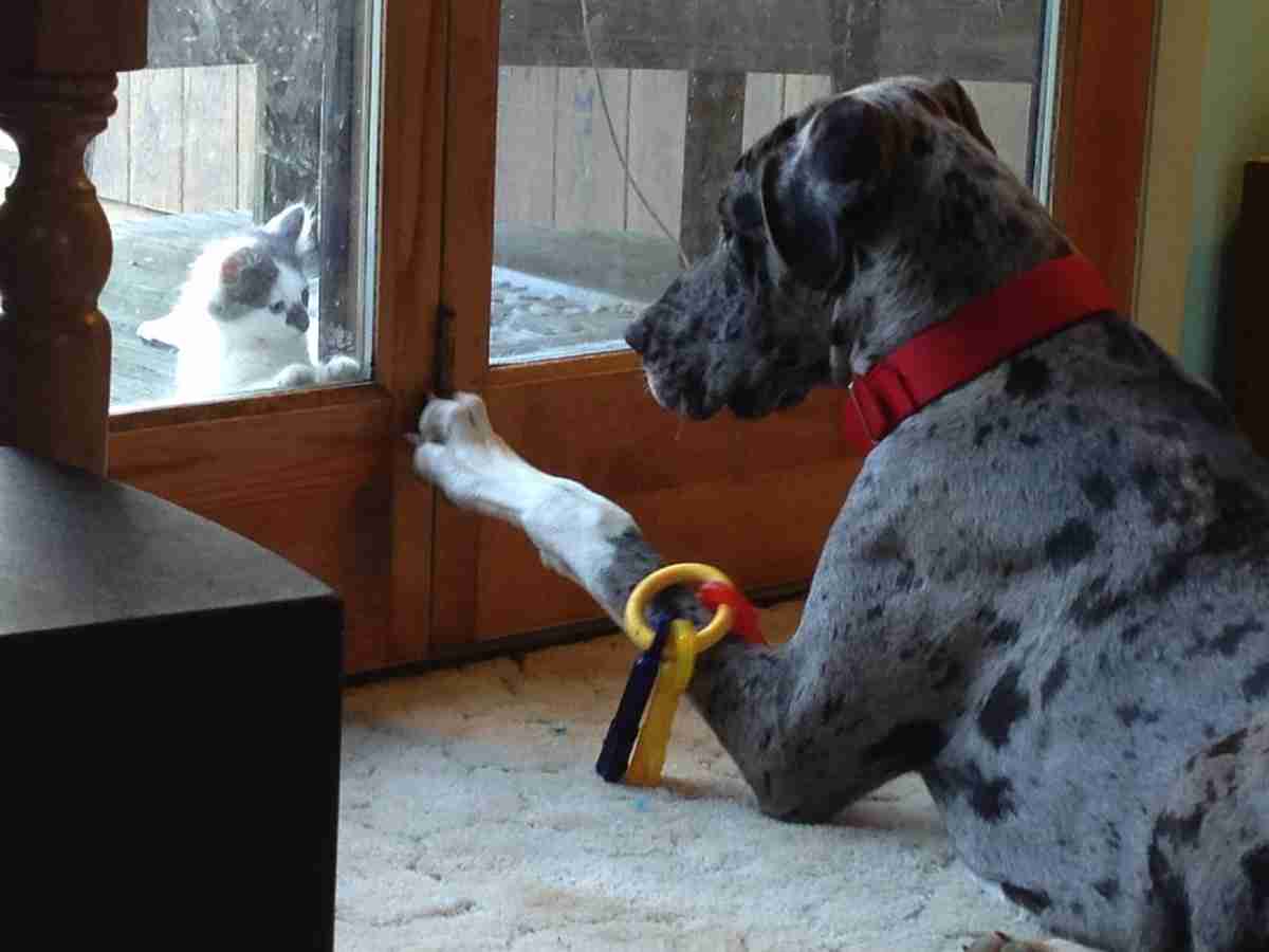 犬と猫って仲良し？それとも？な画像を貼るトピ