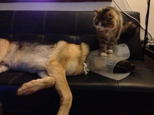 犬と猫って仲良し？それとも？な画像を貼るトピ