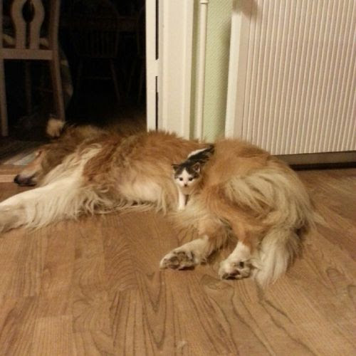 犬と猫って仲良し？それとも？な画像を貼るトピ