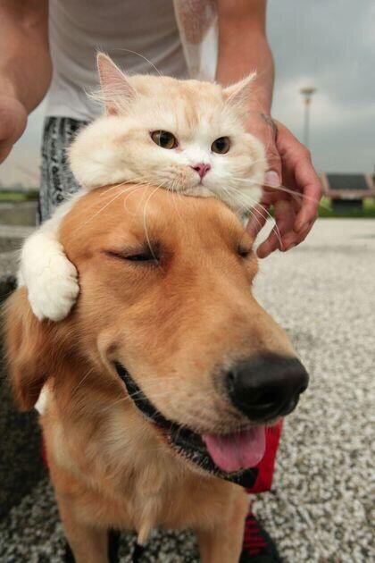 犬と猫って仲良し？それとも？な画像を貼るトピ