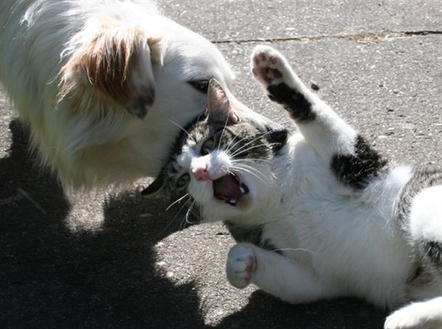 犬と猫って仲良し？それとも？な画像を貼るトピ