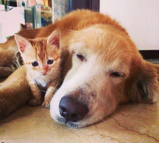 犬と猫って仲良し？それとも？な画像を貼るトピ