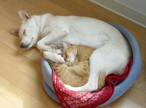 犬と猫って仲良し？それとも？な画像を貼るトピ