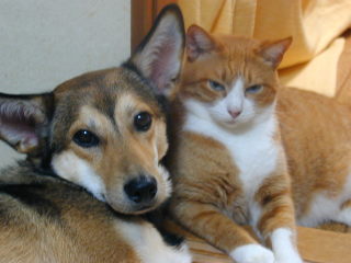 犬と猫って仲良し？それとも？な画像を貼るトピ