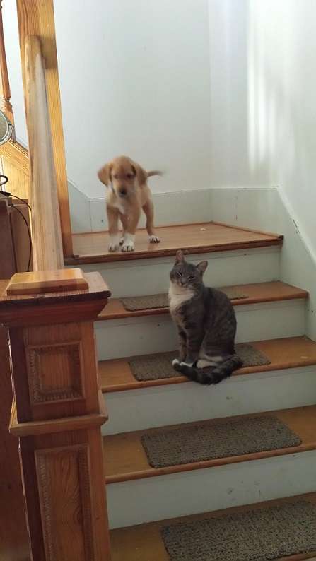犬と猫って仲良し？それとも？な画像を貼るトピ