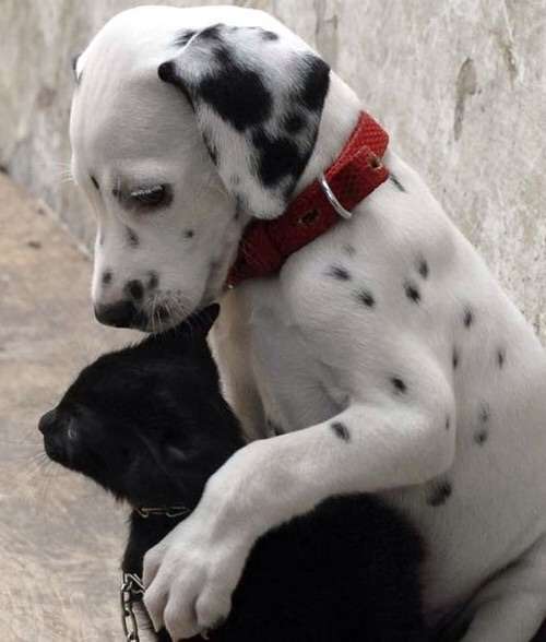 犬と猫って仲良し？それとも？な画像を貼るトピ
