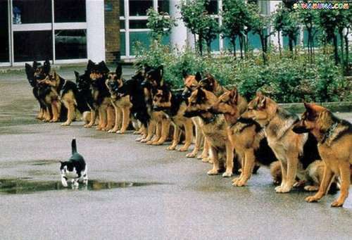 犬と猫って仲良し？それとも？な画像を貼るトピ