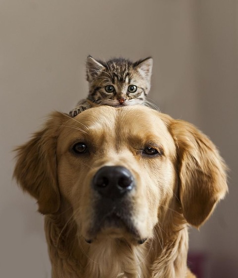 犬と猫って仲良し？それとも？な画像を貼るトピ