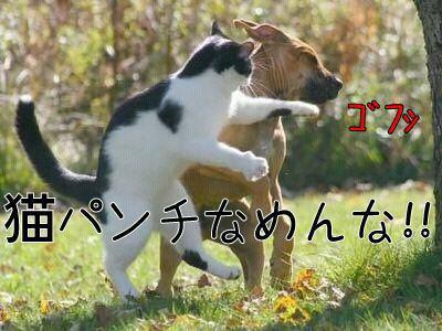 犬と猫って仲良し？それとも？な画像を貼るトピ