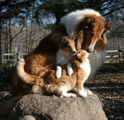 犬と猫って仲良し？それとも？な画像を貼るトピ