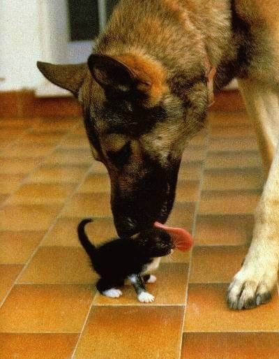 犬と猫って仲良し？それとも？な画像を貼るトピ