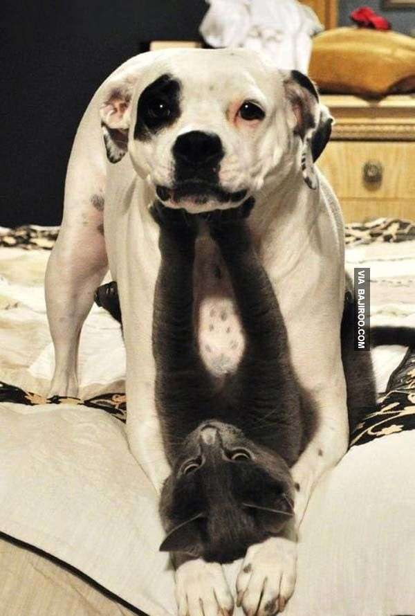 犬と猫って仲良し？それとも？な画像を貼るトピ