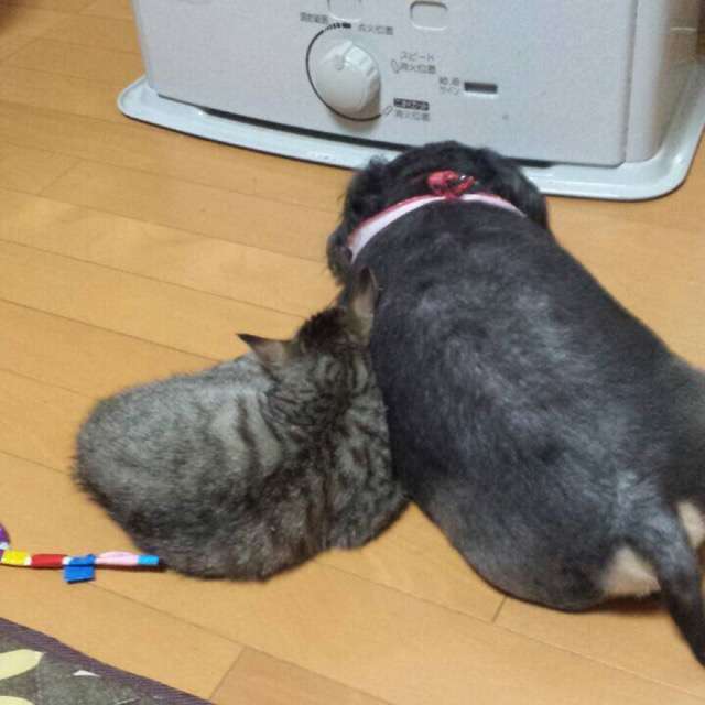犬と猫って仲良し？それとも？な画像を貼るトピ