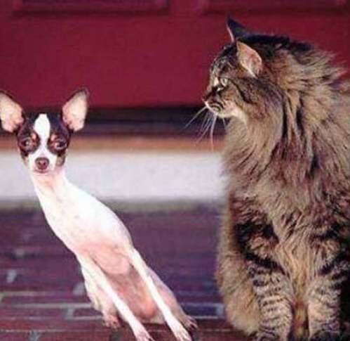 犬と猫って仲良し？それとも？な画像を貼るトピ