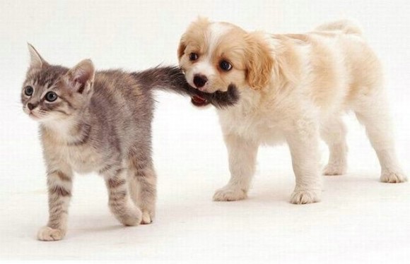 犬と猫って仲良し？それとも？な画像を貼るトピ