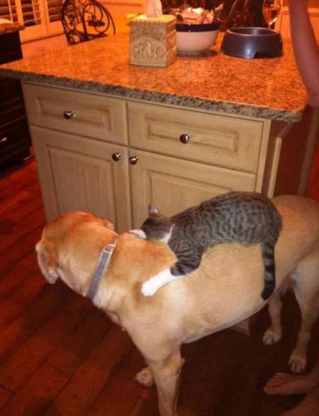 犬と猫って仲良し？それとも？な画像を貼るトピ