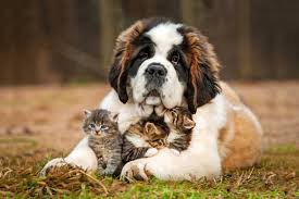 犬と猫って仲良し？それとも？な画像を貼るトピ