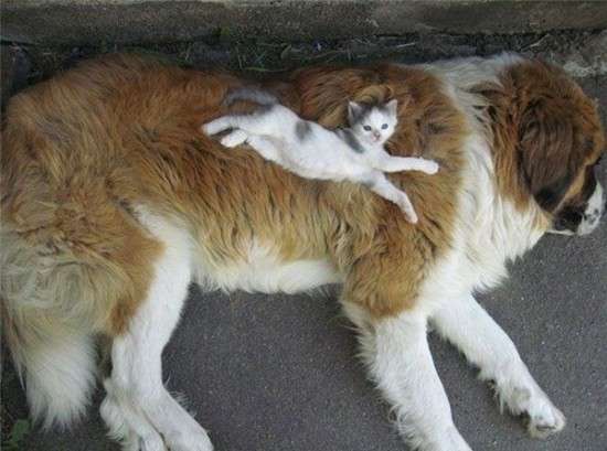 犬と猫って仲良し？それとも？な画像を貼るトピ