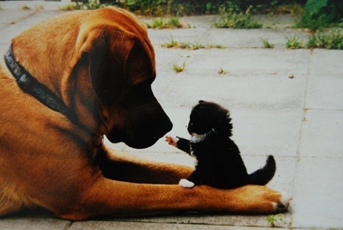 犬と猫って仲良し？それとも？な画像を貼るトピ