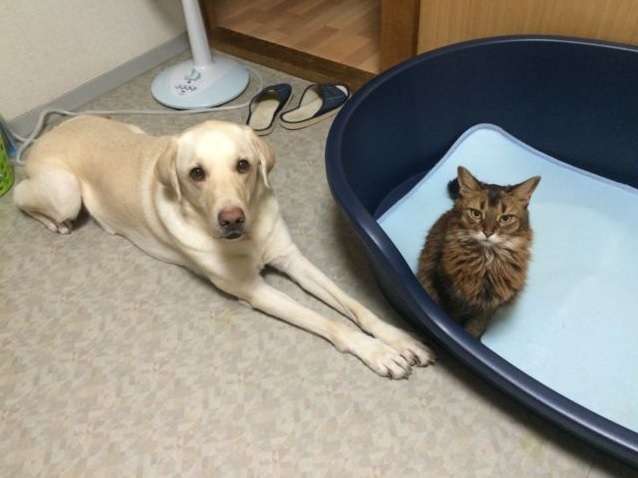 犬と猫って仲良し？それとも？な画像を貼るトピ
