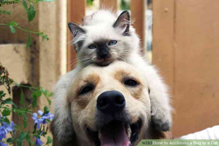 犬と猫って仲良し？それとも？な画像を貼るトピ