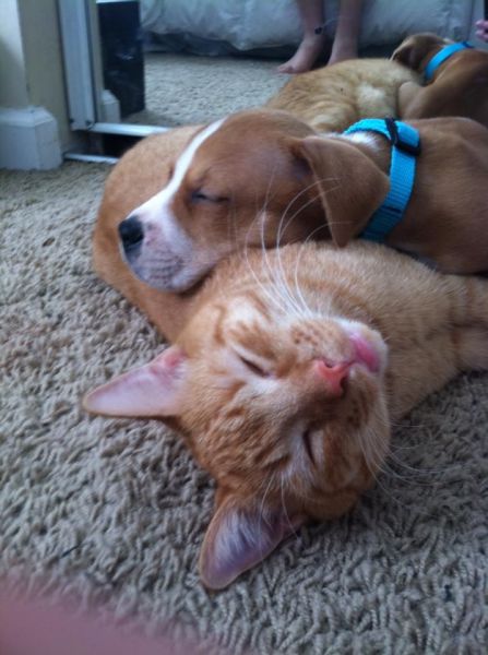犬と猫って仲良し？それとも？な画像を貼るトピ
