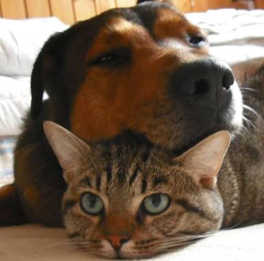 犬と猫って仲良し？それとも？な画像を貼るトピ