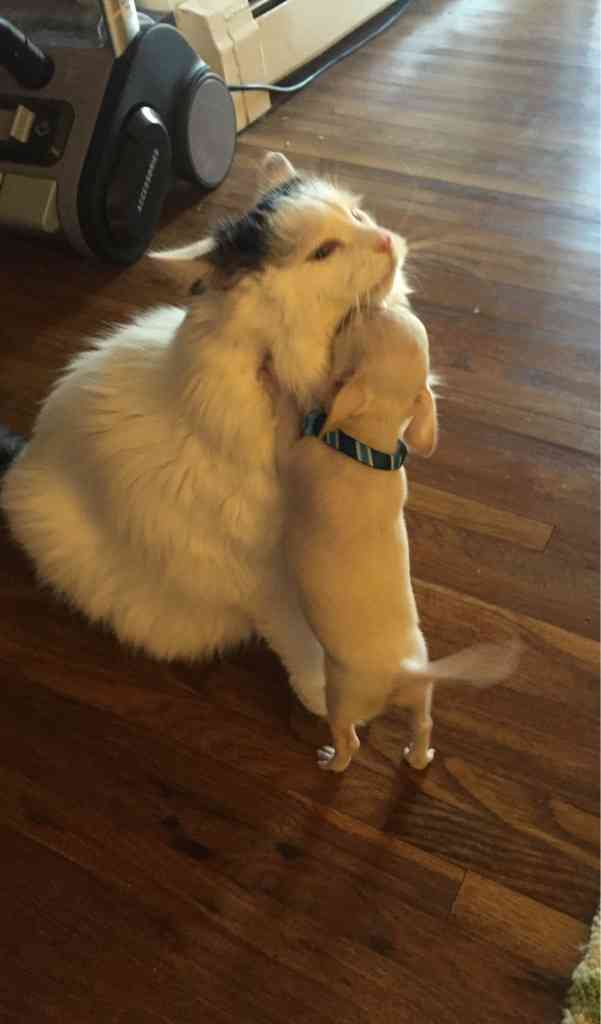 犬と猫って仲良し？それとも？な画像を貼るトピ