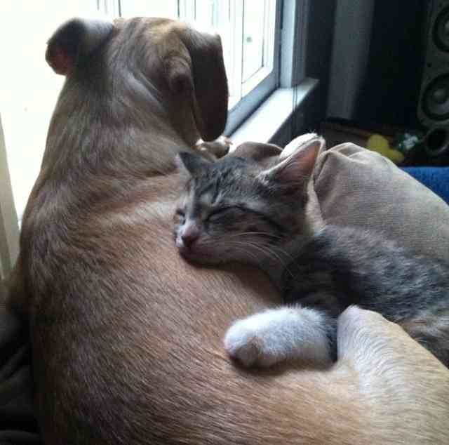 犬と猫って仲良し？それとも？な画像を貼るトピ