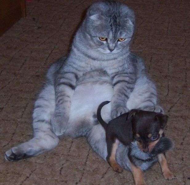 犬と猫って仲良し？それとも？な画像を貼るトピ