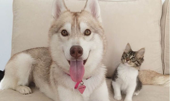 犬と猫って仲良し？それとも？な画像を貼るトピ