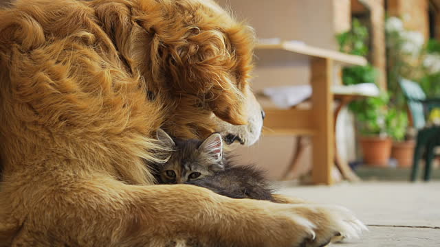 犬と猫って仲良し？それとも？な画像を貼るトピ
