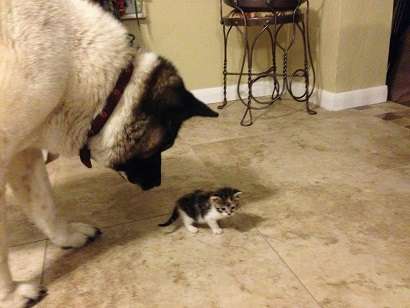 犬と猫って仲良し？それとも？な画像を貼るトピ