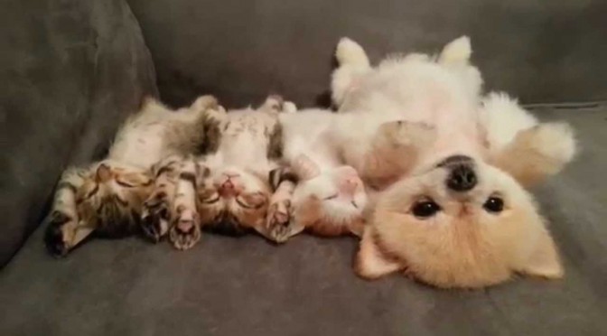 犬と猫って仲良し？それとも？な画像を貼るトピ