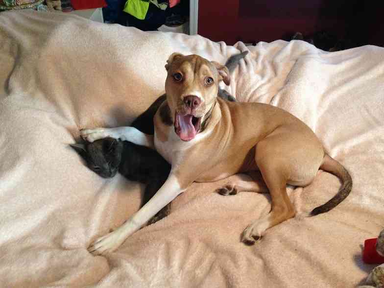 犬と猫って仲良し？それとも？な画像を貼るトピ