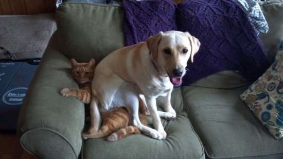 犬と猫って仲良し？それとも？な画像を貼るトピ