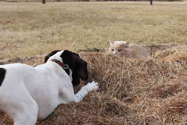 犬と猫って仲良し？それとも？な画像を貼るトピ