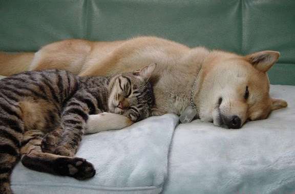 犬と猫って仲良し？それとも？な画像を貼るトピ