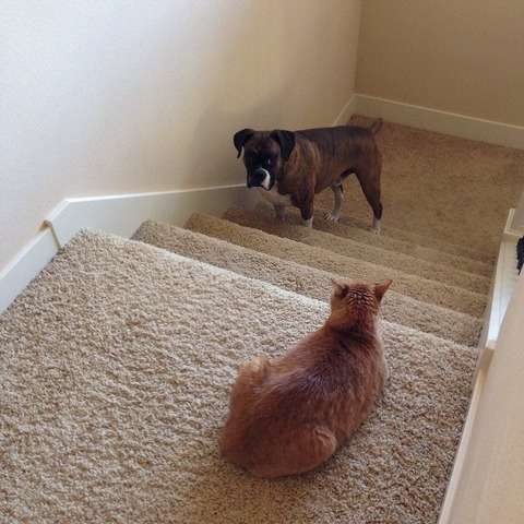 犬と猫って仲良し？それとも？な画像を貼るトピ