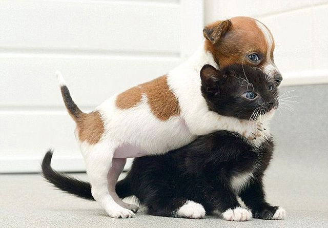 犬と猫って仲良し？それとも？な画像を貼るトピ