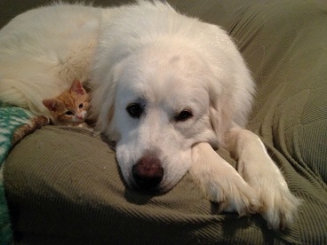 犬と猫って仲良し？それとも？な画像を貼るトピ