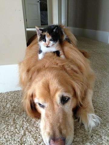 犬と猫って仲良し？それとも？な画像を貼るトピ