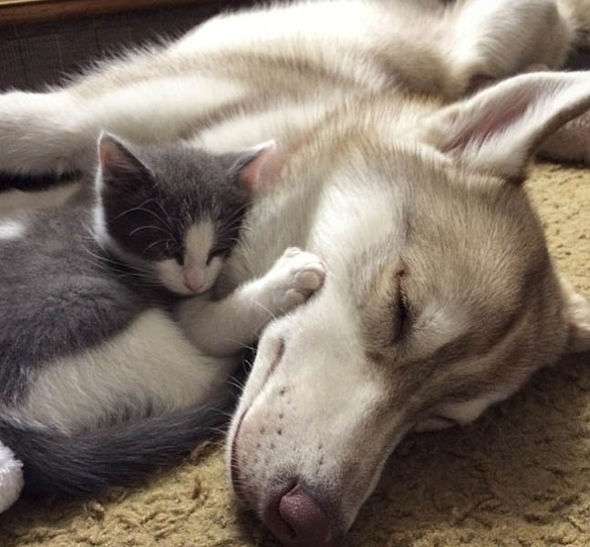 犬と猫って仲良し？それとも？な画像を貼るトピ