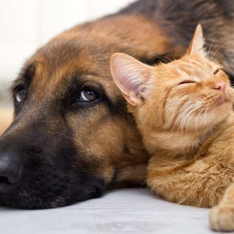 犬と猫って仲良し？それとも？な画像を貼るトピ