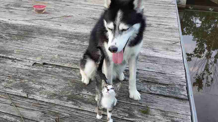 犬と猫って仲良し？それとも？な画像を貼るトピ