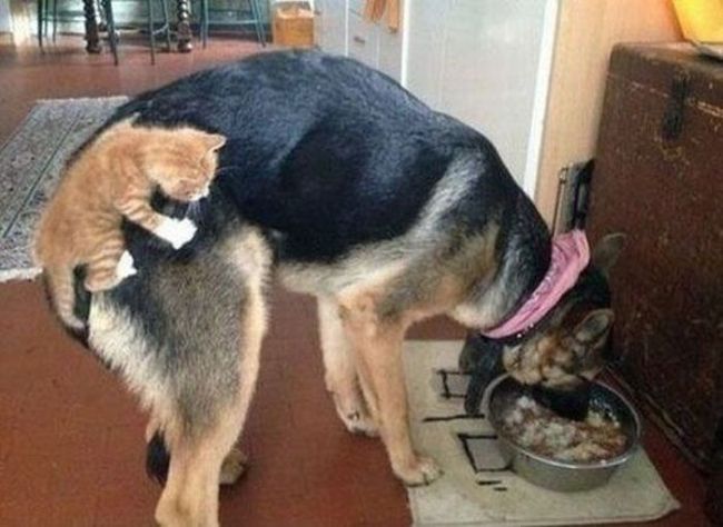 犬と猫って仲良し？それとも？な画像を貼るトピ