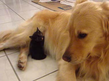 犬と猫って仲良し？それとも？な画像を貼るトピ