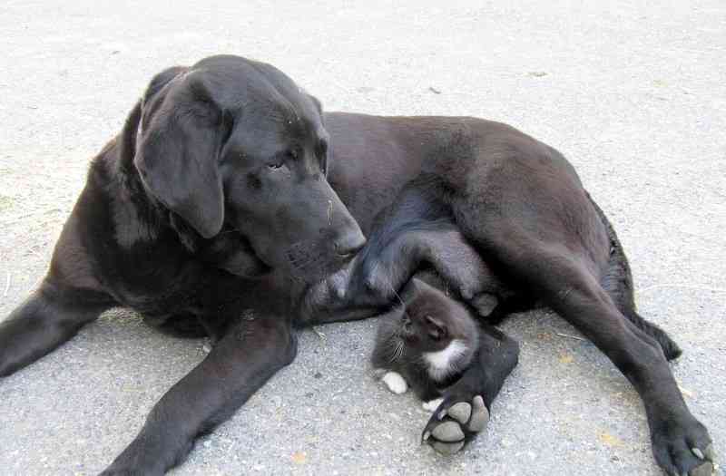 犬と猫って仲良し？それとも？な画像を貼るトピ
