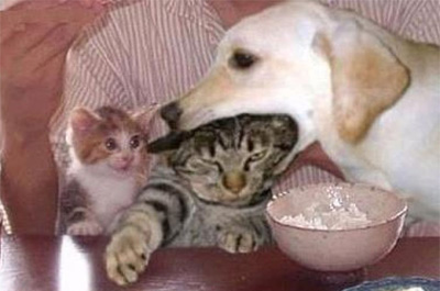 犬と猫って仲良し？それとも？な画像を貼るトピ